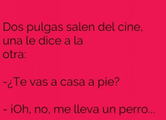 Entre pulgas