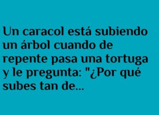 El caracol y el viento travieso.