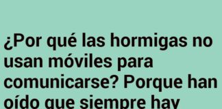 Hormigas Conectadas: Sin Bichos en la Línea