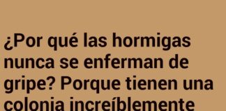 Defensas en Miniatura: Las Hormigas Ant-i-cuerpos