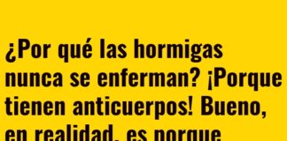 Hormigas con agenda llena de anticuerpos