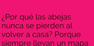 Las abejas y su GPS dulce y amistoso
