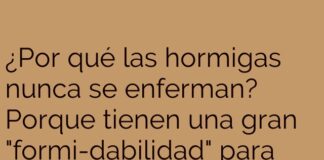 El desfile confundente de las hormigas