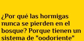 La danza perdida de las hormigas y la cigarra.