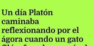 Platón, el gato y el misterio filosófico del árbol caído
