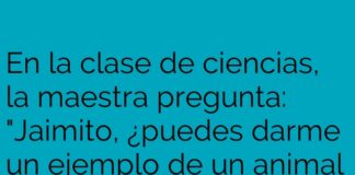 Un Anfibio en el Sofá