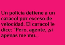 «El caracol veloz y la lechuga mareada»