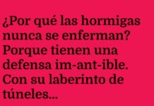 Hormigas: Defensa Im-ant-ible y Ant-picnics Saludables