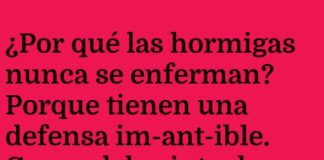 Hormigas: Defensa Im-ant-ible y Ant-picnics Saludables