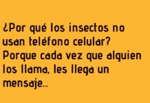 «Insectos sin señal»