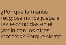 La Mantis y su Espiritual Escondite