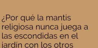 La Mantis y su Espiritual Escondite