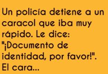 El caracol fugitivo y la tortuga chismosa