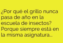 El Grillo y su Bucle Melódico