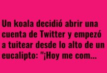 Koala Influencer sin Cobertura