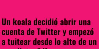 Koala Influencer sin Cobertura