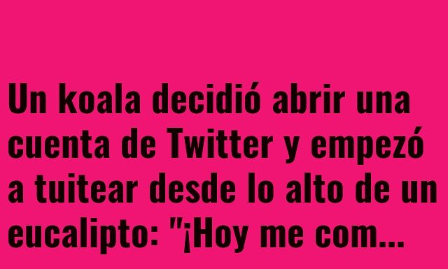 Koala Influencer sin Cobertura