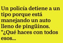 Vacaciones de Pingüinos: Del Zoológico a la Playa