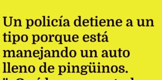 Vacaciones de Pingüinos: Del Zoológico a la Playa