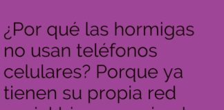 Conexión perfecta: el hormigario social