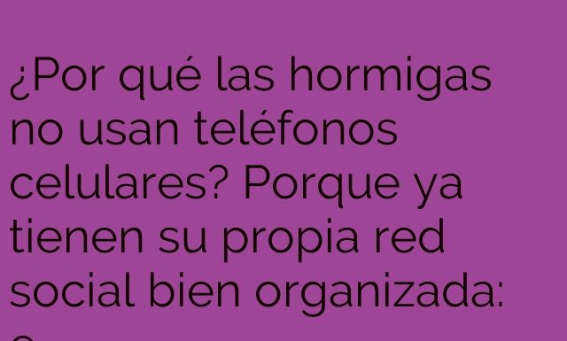 Conexión perfecta: el hormigario social