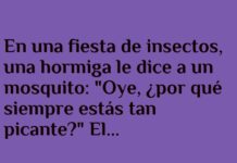 «Fiesta de Insectos con Sabor»