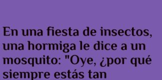 «Fiesta de Insectos con Sabor»