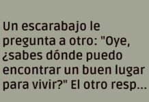«Guía de Vivienda para Escarabajos: Lujo Bajo Roca»