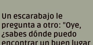«Guía de Vivienda para Escarabajos: Lujo Bajo Roca»