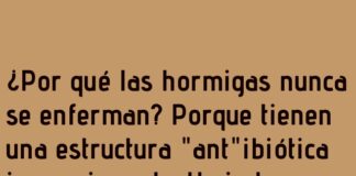 ¡Hormigas y su terapia de risa miel!