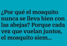 Mosquito y Abeja: El Zumbido Realista