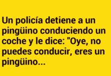 Permiso Especial para Conducir del Pingüino Agente Secreto