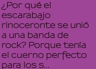 El Escarabajo Rockero: Cuernos, Riffs y Cartón