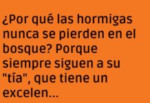 Hormigas Perdidas con Estilo