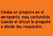 Pingüino en busca de sol y sin sentido