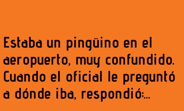 Pingüino en busca de sol y sin sentido