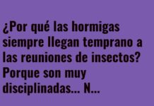 Puntualidad Hormiga: Nunca Pierden la Antena del Tiempo