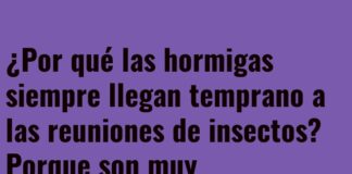 Puntualidad Hormiga: Nunca Pierden la Antena del Tiempo